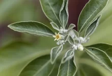 ashwagandha βότανο