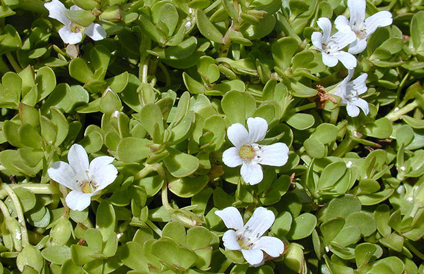 bacopa monnieri