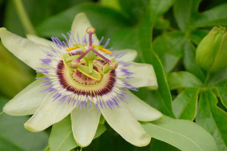 PassionFlower