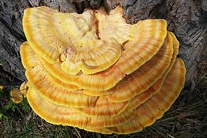 Reishi Μανιτάρι