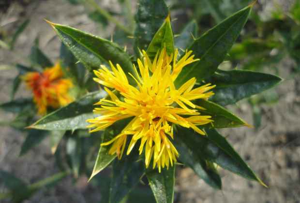 Safflower