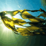 seaweed marine collagen