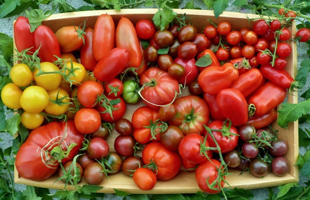 ποικιλίες ντομάτας
